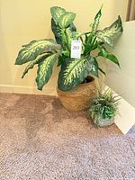 Large artificial variegated plant and small succulent arrangement