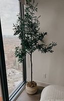 Full view of faux olive tree in planter by window