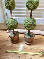 Full view of both topiary trees with measuring tape indicating height approx 25 inches