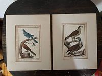 Both matted bird prints side by side