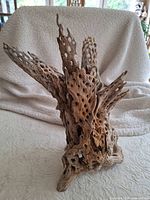 Front view of cholla cactus wood showing lattice structure