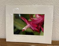Front view of matted, signed Christmas Cactus photographic print in protective sleeve