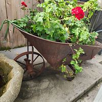 Side view of rusted metal wheelbarrow planted with greenery