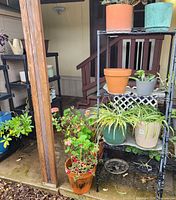 overall view of metal rack with multiple potted plants and plastic rack in background
