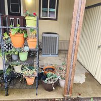 Overall view of wire shelf holding various potted plants and additional pots on ground