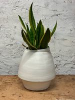 Front view of snake plant in white planter