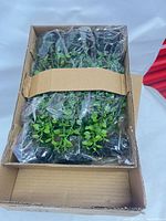 Opened shipping carton showing six ferns individually bagged