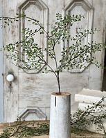 Single branch displayed upright showing overall length and leaf density