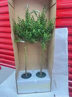 Pair of topiary trees inside original packaging