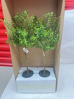 Pair of topiary trees in shipping box with foam base