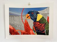 Full view of unframed serigraph showing colourful bird, background and margins
