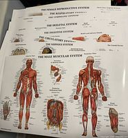 Stack showing multiple posters including Female Reproductive, Digestive, Respiratory, Lymphatic, Skeletal, Circulatory, Nervous, Male Muscular