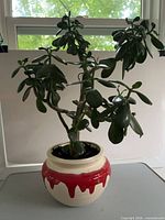 Front view of jade plant showing stems, leaves, and decorative pot