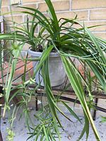 Full view of spider plant showing leaves and pot
