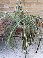 Whole spider plant in terracotta pot on bench