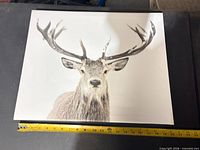 Front view of deer canvas with measuring tape showing width