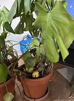 Monstera leaves emerging from terracotta pot alongside additional foliage