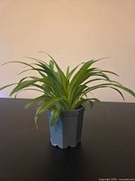 Side view of mature spider plant in grey plastic pot