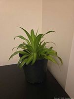 Spider plant front view showing foliage and pot