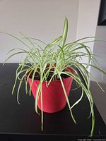 Full view of spider plant showing foliage and red pot