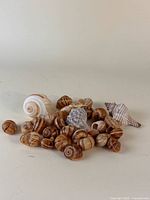 Group view of assorted seashells