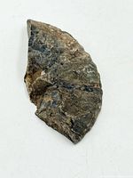 Front view showing curved chamber pattern of ammonite slice