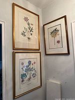 Three framed botanical prints hanging on wall
