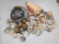 overview of assorted seashells on white background