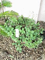 Entire potted succulent showing foliage and pot