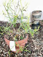 Full view of pencil-style succulent in terracotta pot sitting outdoors