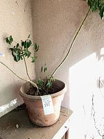 Full view of potted plant against wall