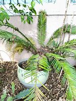 Sago palm with yellowing fronds planted in cream floral ceramic pot
