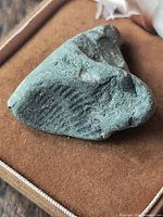 Front view of limestone fossil showing ribbed shell impression