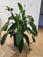 Full view of the cast iron plant in black nursery pot