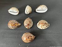 Seven ceramic tiger cowrie shell replicas displayed on black background