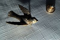 Front view of goldtone flying bird pin with clutch backing