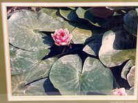 Close view of photograph showing pink water lily and pads