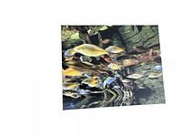 Canvas print with multiple colorful fish around driftwood
