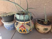Overview of four planters showing Talavera, blue water lily, cream palm, black plastic with plants