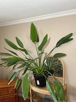 Full view of large potted plant with green leaves