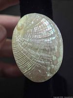 Front view of one oval iridescent shell earring