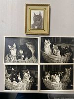 All five photos: four loose kitten prints and one framed dog photo