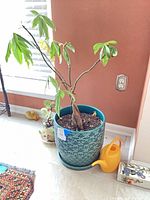 Large teal ceramic pot with plant and yellow watering can