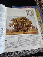 Interior page headed "OAK" showing colour photograph of oak tree