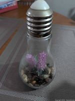 Front view of glass light bulb terrarium showing contents