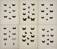 Composite view of all six butterfly lithographs