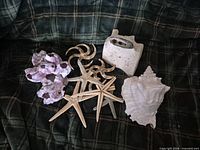 Group view of all items: barnacle cluster, starfish, brittle stars, bone fragment, conch shell