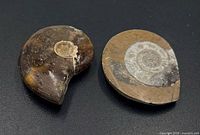 Two polished ammonite fossil halves on black background