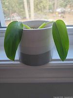 Front view of philodendron cutting in two-tone ceramic pot