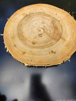 Top view showing wood grain and diameter